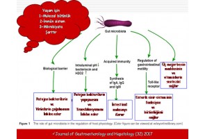 İntestinal Mikrobiyata ve Fekal Mikrobiyata Transplantasyonu [FTM) (DışkıNakli & Gaita Nakli) İntestinal Mikrobiyata ve Fekal Mikrobiyata Transplantasyonu [FTM) (DışkıNakli & Gaita Nakli)